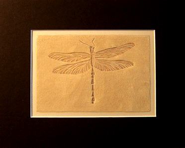 dragonfly fossil